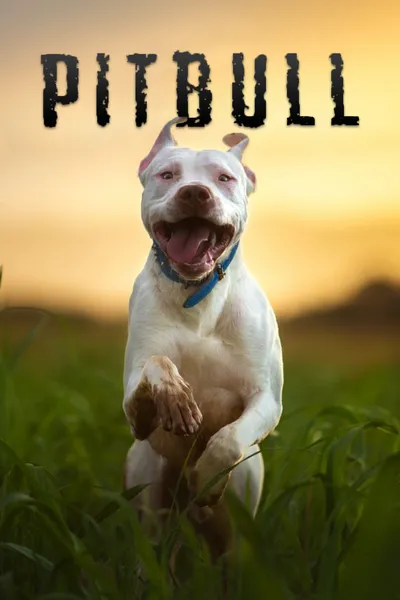 Pitbull
